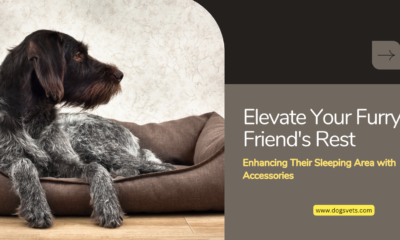 Elevate Your Furry Friend's Rest: Enhancing Their Sleeping Area with Accessories